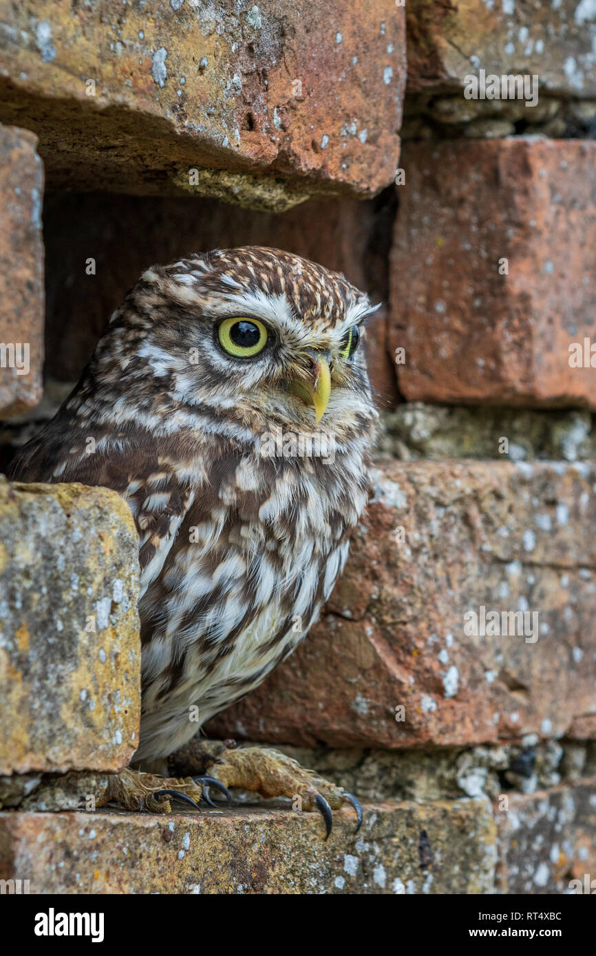 Steinkauz (Athene noctua) in ein Loch in der Wand thront. Stockfoto