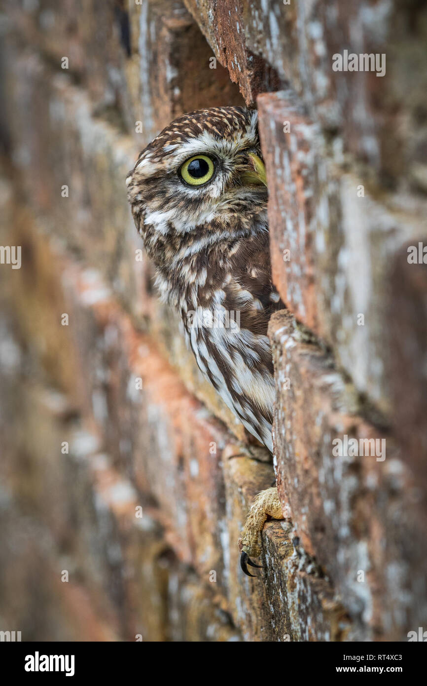 Steinkauz (Athene noctua) in ein Loch in der Wand thront. Stockfoto
