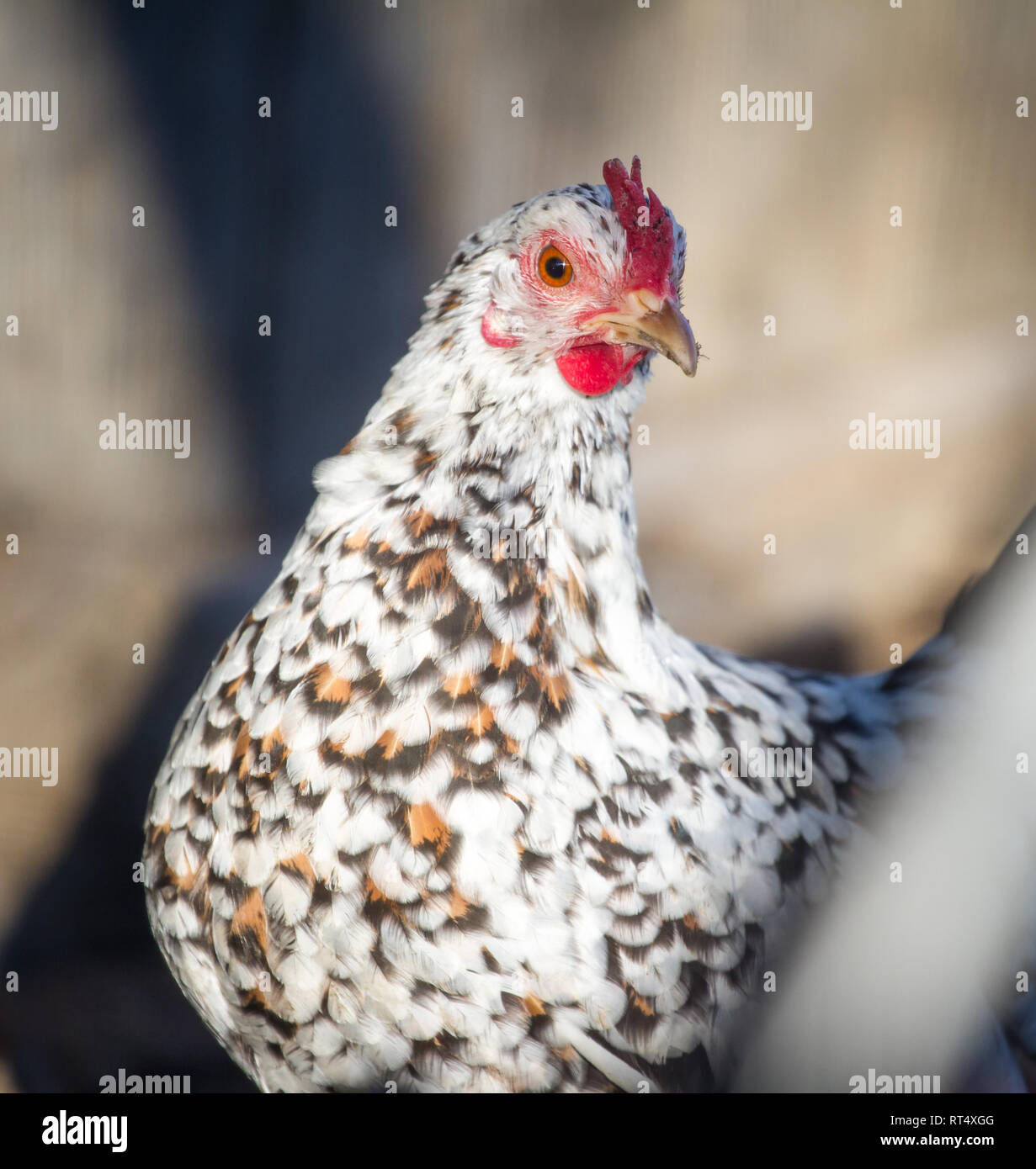 Stoapiperl/Steinhendl Henne, kritisch bedrohte Huhn züchten aus Österreich (Gallus gallus domesticus) Stockfoto