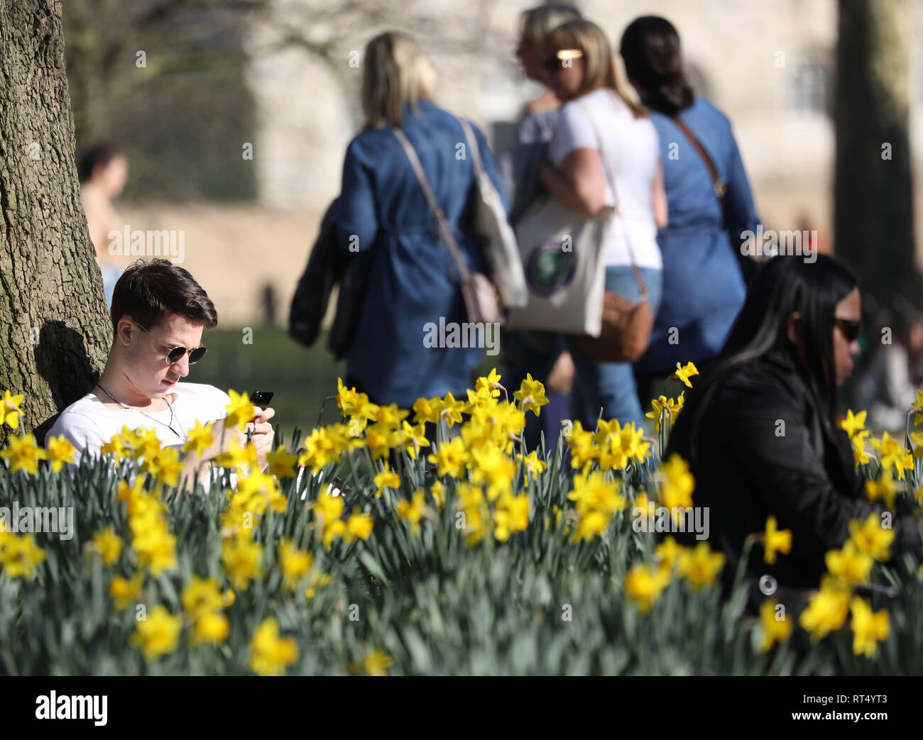 Heißes Wetter Februar 2019 Narzissen in der St James' Park als Menschen genießen die Sonne Bild von Gavin Rodgers/Pixel 8000 27.2.19 Stockfoto