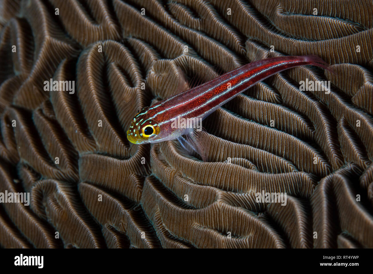 Eine kleine, bunte Grundel sitzt auf einem Coral Kolonie in Raja Ampat. Stockfoto