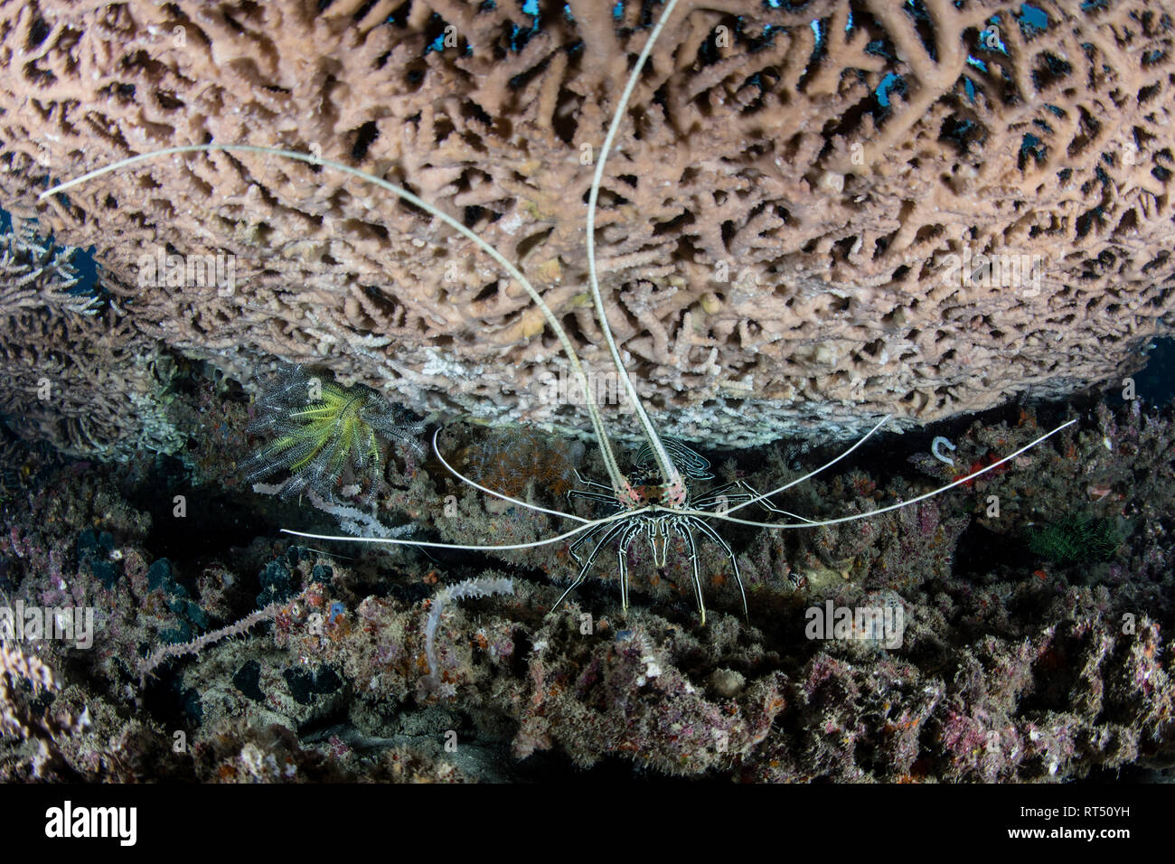 Eine gemalte rock Languste (Panulirus versicolor) unter einem grossen Tisch Korallen. Stockfoto