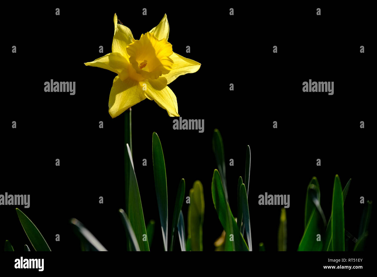 Gelbe daffodill gegen einen dunklen Hintergrund in der Sonne. Stockfoto