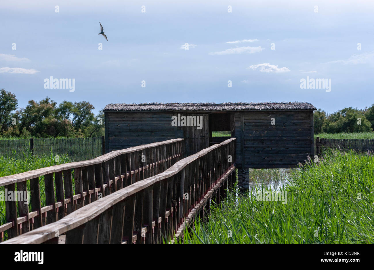 Ausblenden Vögel in Tablas de Daimiel Nationalpark, La Mancha, Provinz Ciudad Real, Spanien zu sehen Stockfoto