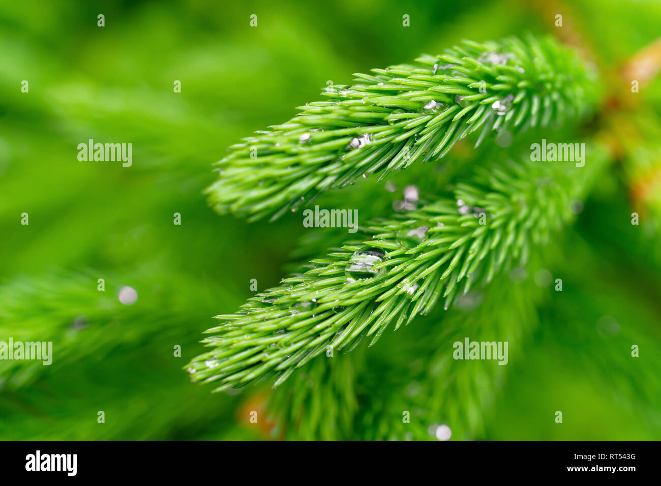 Junge neue Wachstum von White Pine mit Regentropfen. Stockfoto