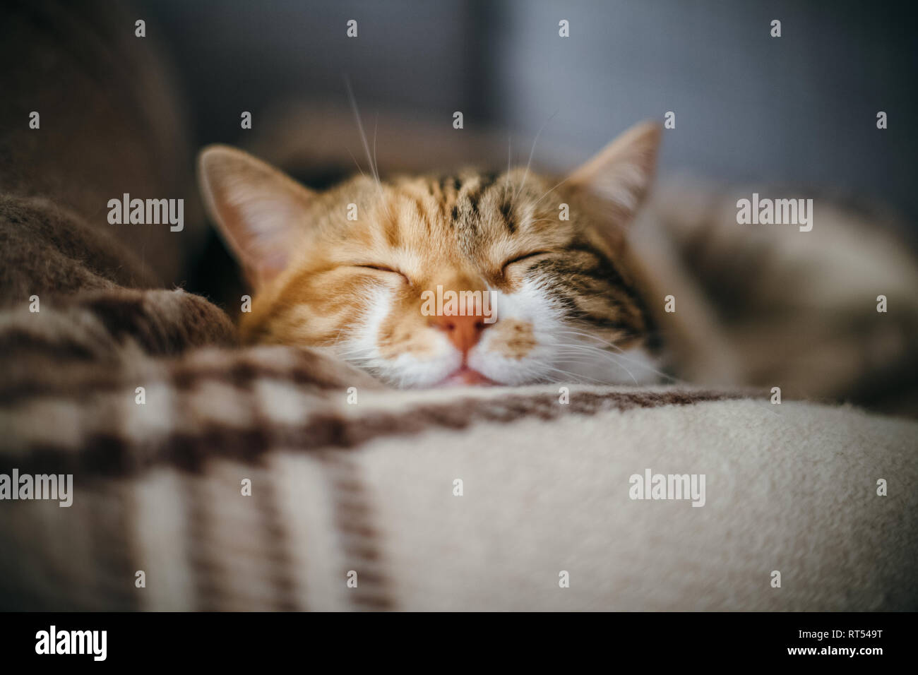 Vorderansicht des niedlichen schöne Katze schlafen in ihren Träumen auf einem klassischen britischen gemusterten quilt Stockfoto