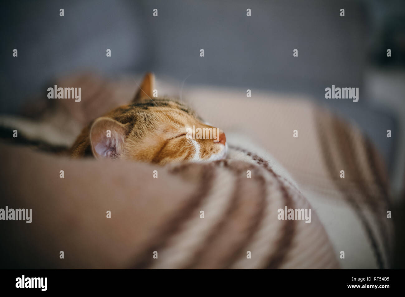 Seitenansicht des niedlichen schöne Katze schlafen in ihren Träumen auf einem klassischen britischen gemusterten quilt Stockfoto