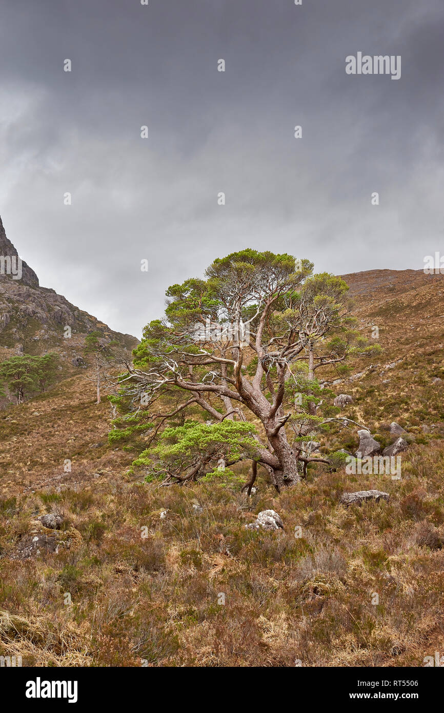 ACHNASHELLACH WESTER ROSS SCHOTTLAND ALTEN TWISTED CALEDONIAN PINE TREE Stockfoto