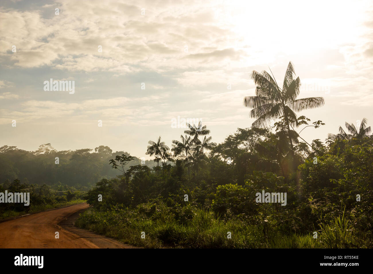Trans-Amazonian Autobahn mit viel acai Palm Bäume in Brasilien Stockfoto