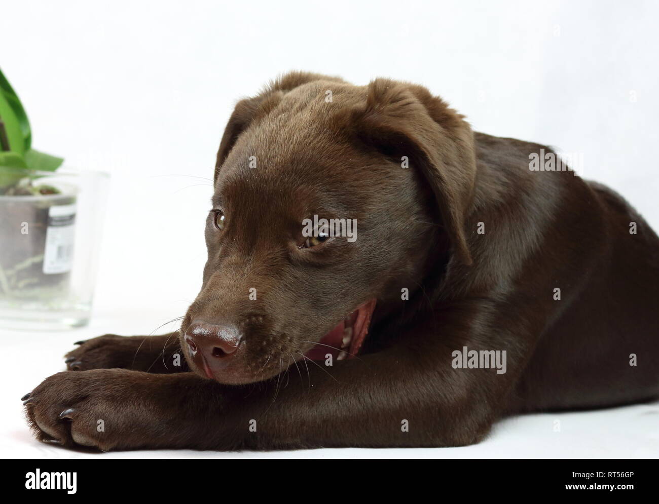 Leo der Labrador Stockfoto