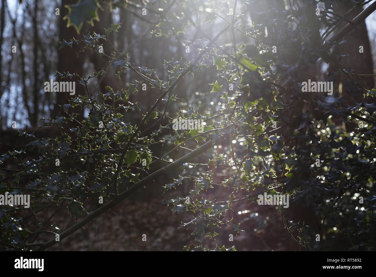 Sonnenlicht durch Holly Stockfoto