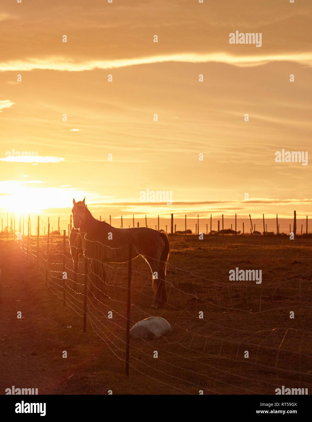 Chile, Feuerland, Porvenir, Pferde auf der Koppel bei Sonnenuntergang Stockfoto