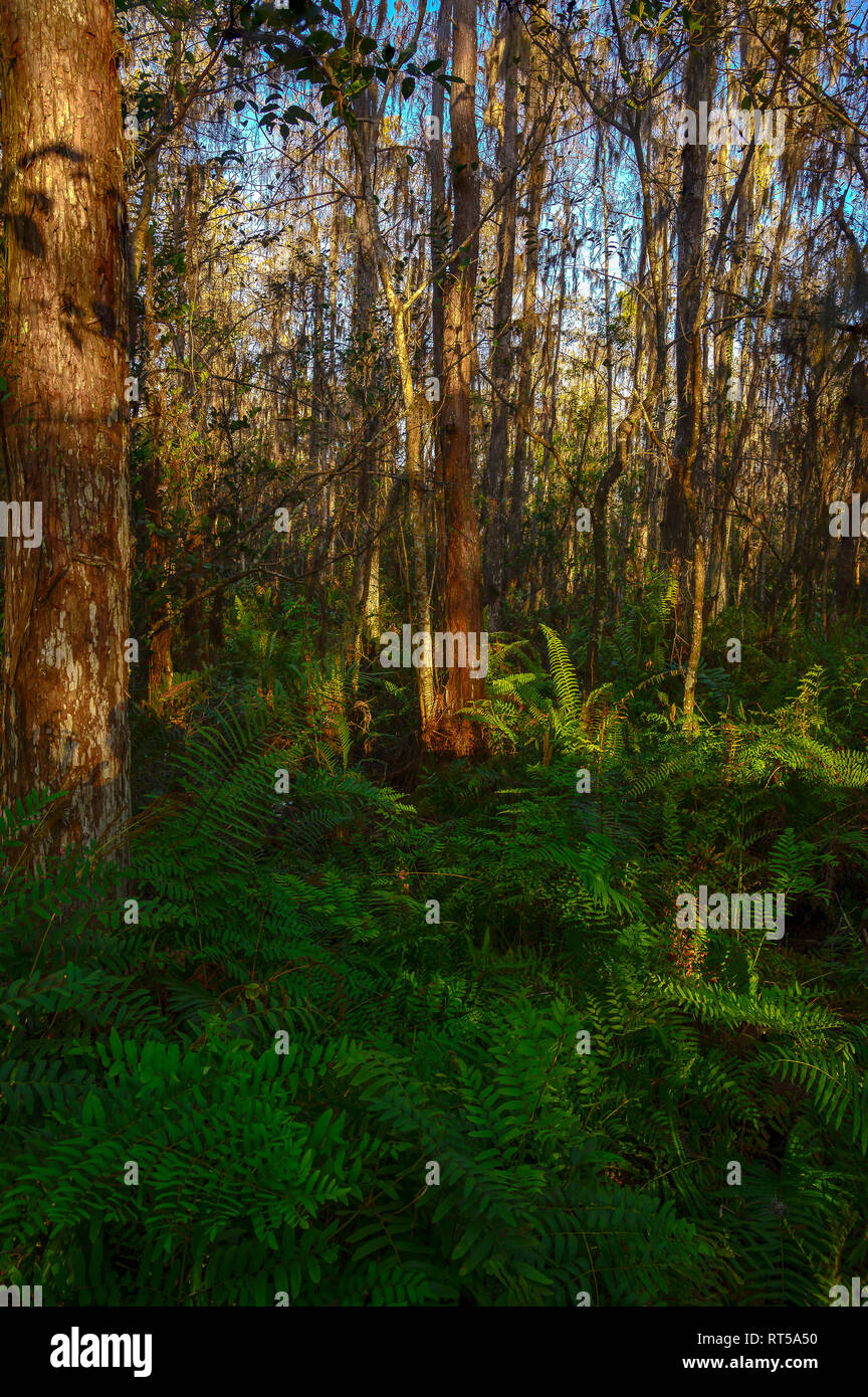 Cypress Swamp in Loxahatchee National Wildlife Refuge bei Sonnenaufgang Stockfoto