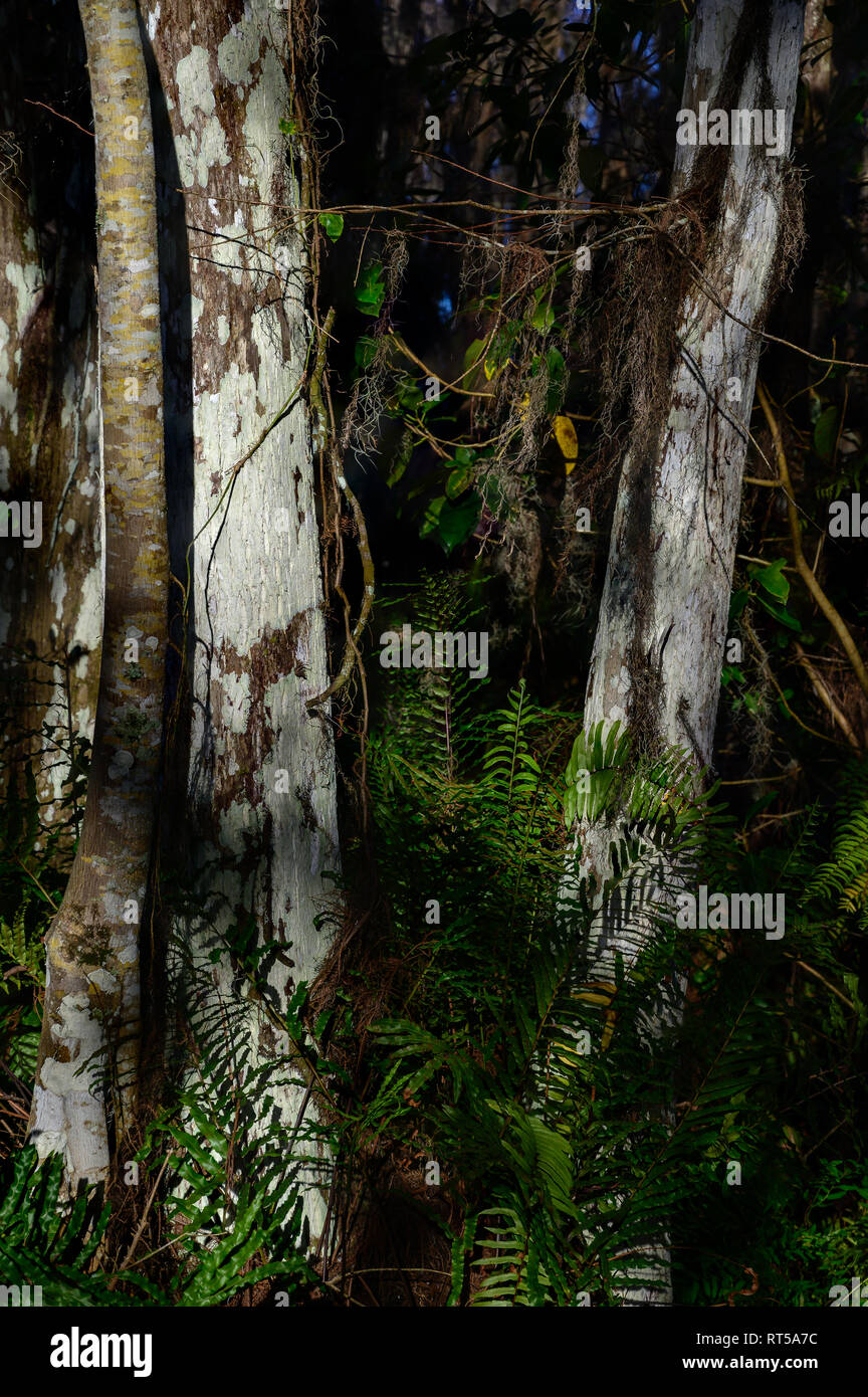 Kahlen Zypresse Baumstämme auf einem Baum Insel in Loxahatchee National Wildlife Refuge Stockfoto