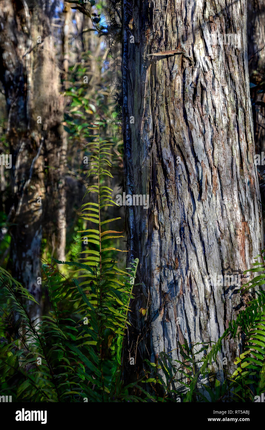 Tree Island mit kahlen Zypressen und Farne in Loxahatchee National Wildlife Refuge Stockfoto