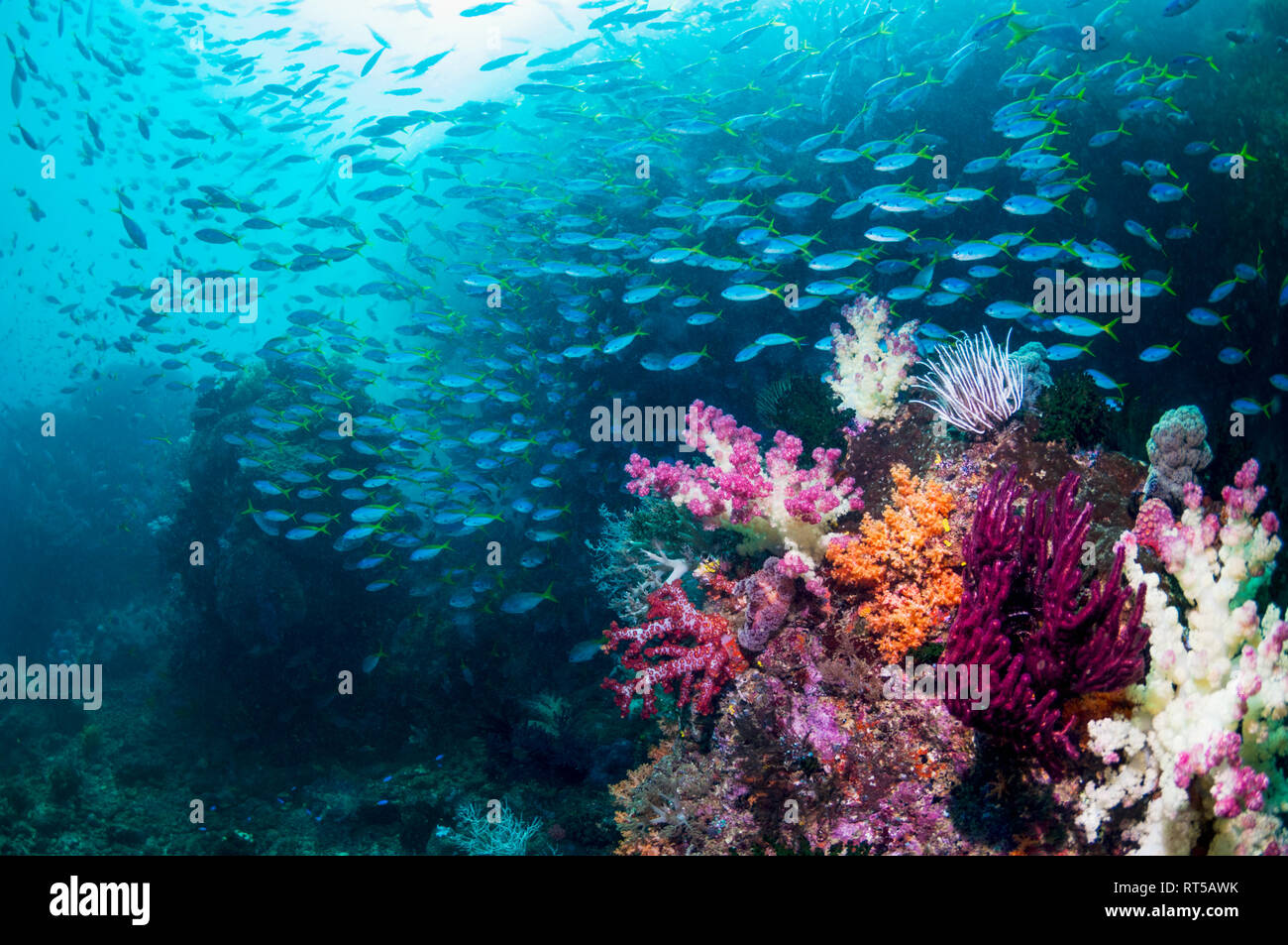 Coral Reef Landschaft mit Weichkorallen [Dendronephthya sp.] und eine Schule der Yellowback Füsiliere [Ceasio teres]. West Papua, Indonesien. Stockfoto