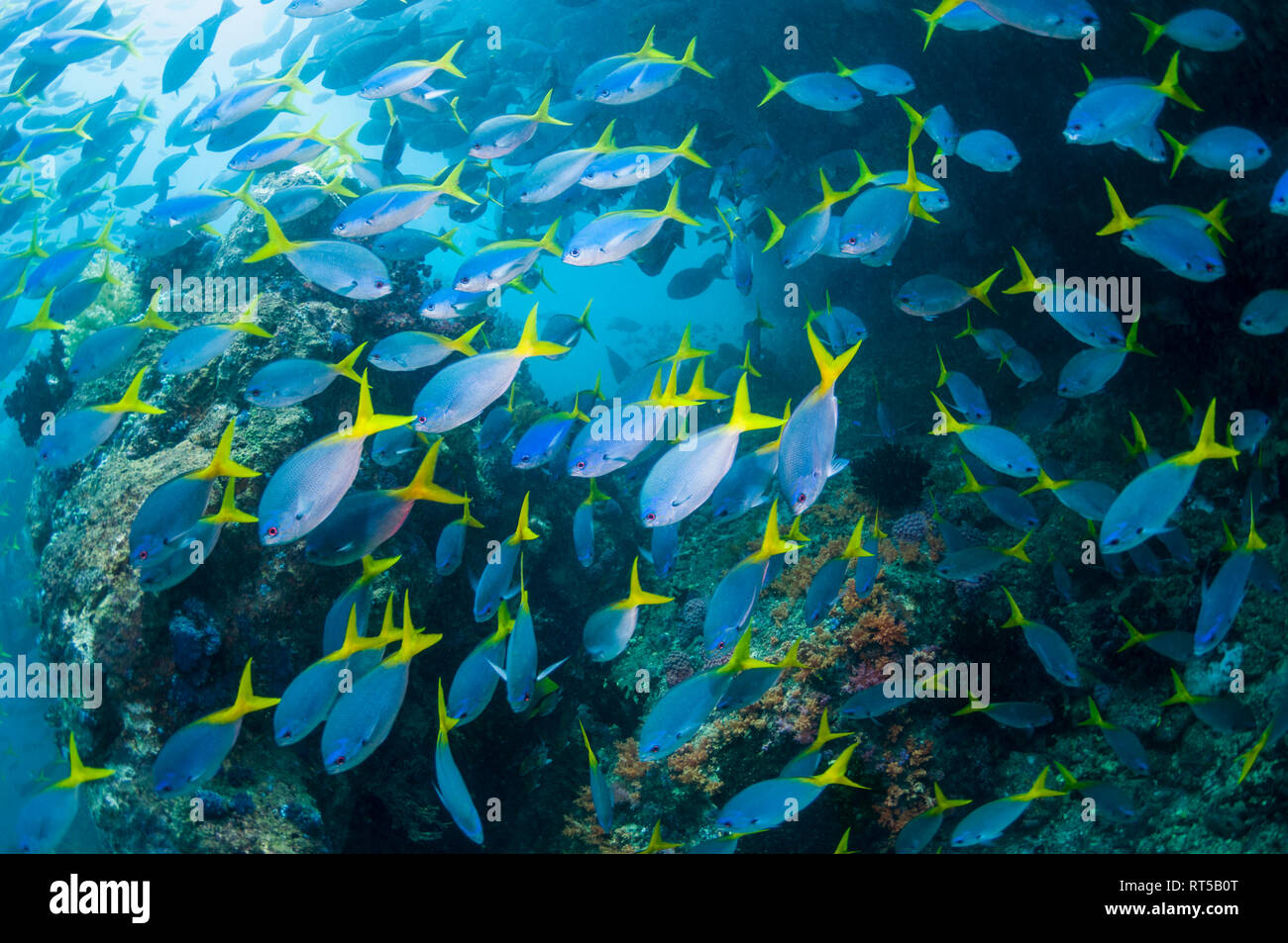 Gemischte Schule von Tief-bodied Füsiliere [Caesio cuning] und Yellowback Füsiliere [Caesio teres] über Korallenriff. West Papua, Indonesien. Stockfoto