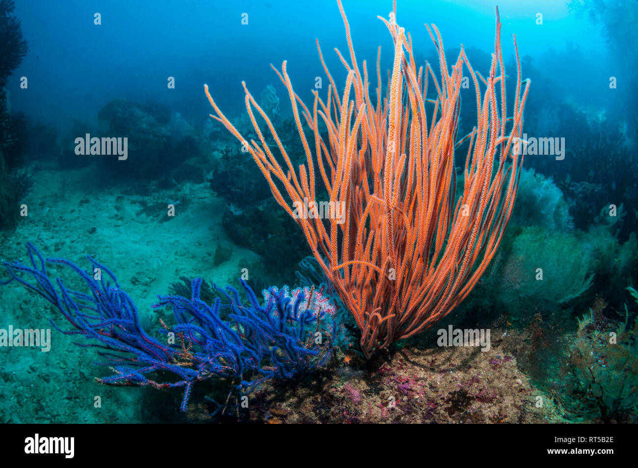 Gorgonien auf Korallenriff. West Papua, Indonesien. Stockfoto