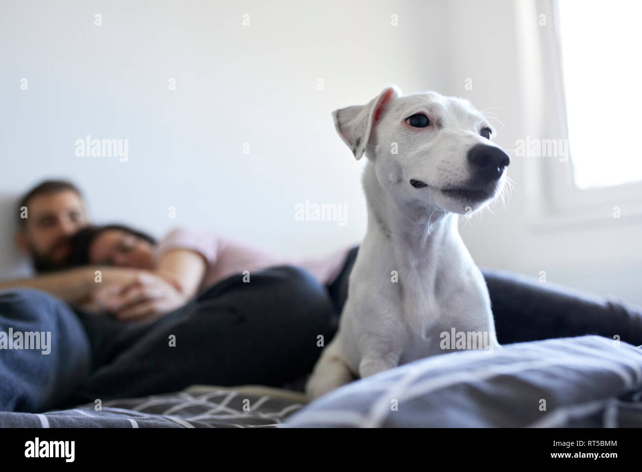 Portrait von weißen Hund liegend auf Bett zu Hause Stockfoto