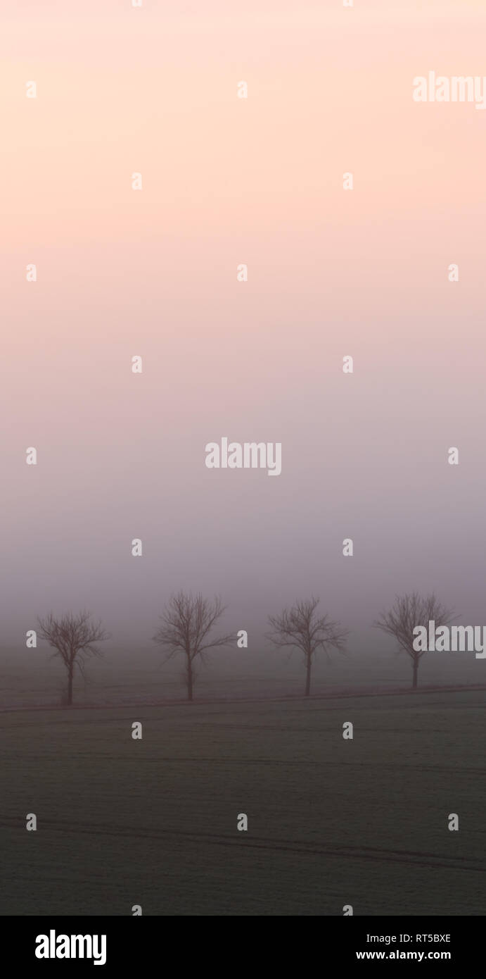 Die vier Bäume im Nebel und der grünen Wiese am Morgen Stockfoto