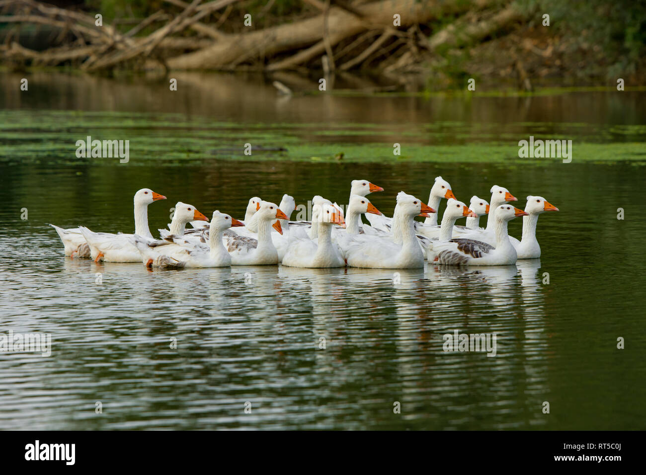 Weiße gans Schwimmen im Fluss Tamis, in der Nähe von Belgrad, schöne Vögel mit orangefarbenen Schnäbeln und blaue Augen. Sie genießen im grünen Wasser voller Fische Stockfoto