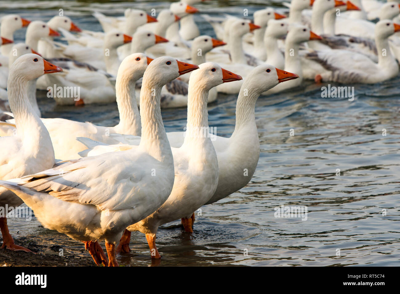 Weiße gans Schwimmen im Fluss Tamis, in der Nähe von Belgrad, schöne Vögel mit orangefarbenen Schnäbeln und blaue Augen. Stockfoto