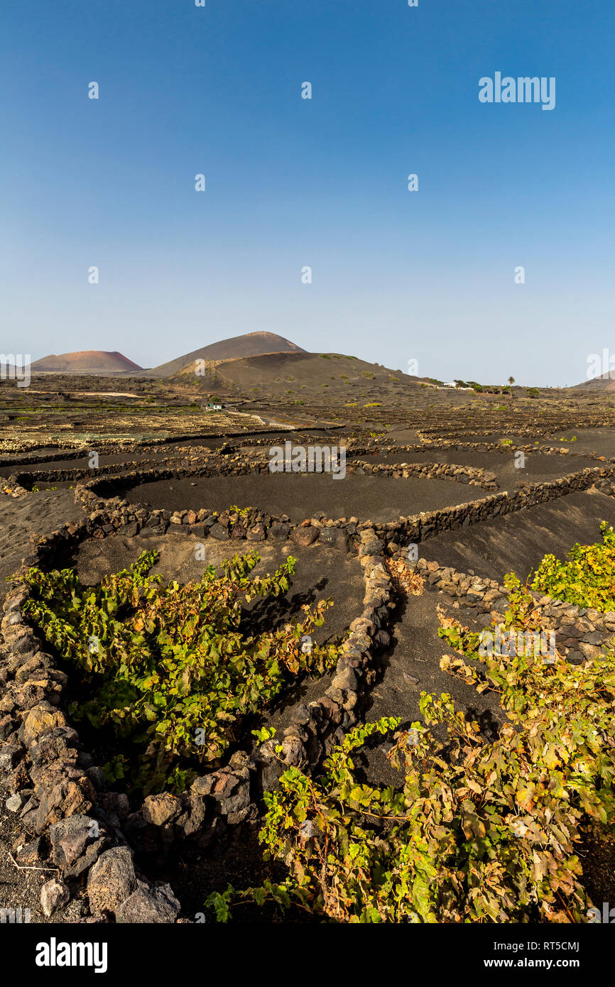 Spanien, Kanarische Inseln, Lanzarote, La Geria, Weinbau in Vulkanlandschaft Stockfoto