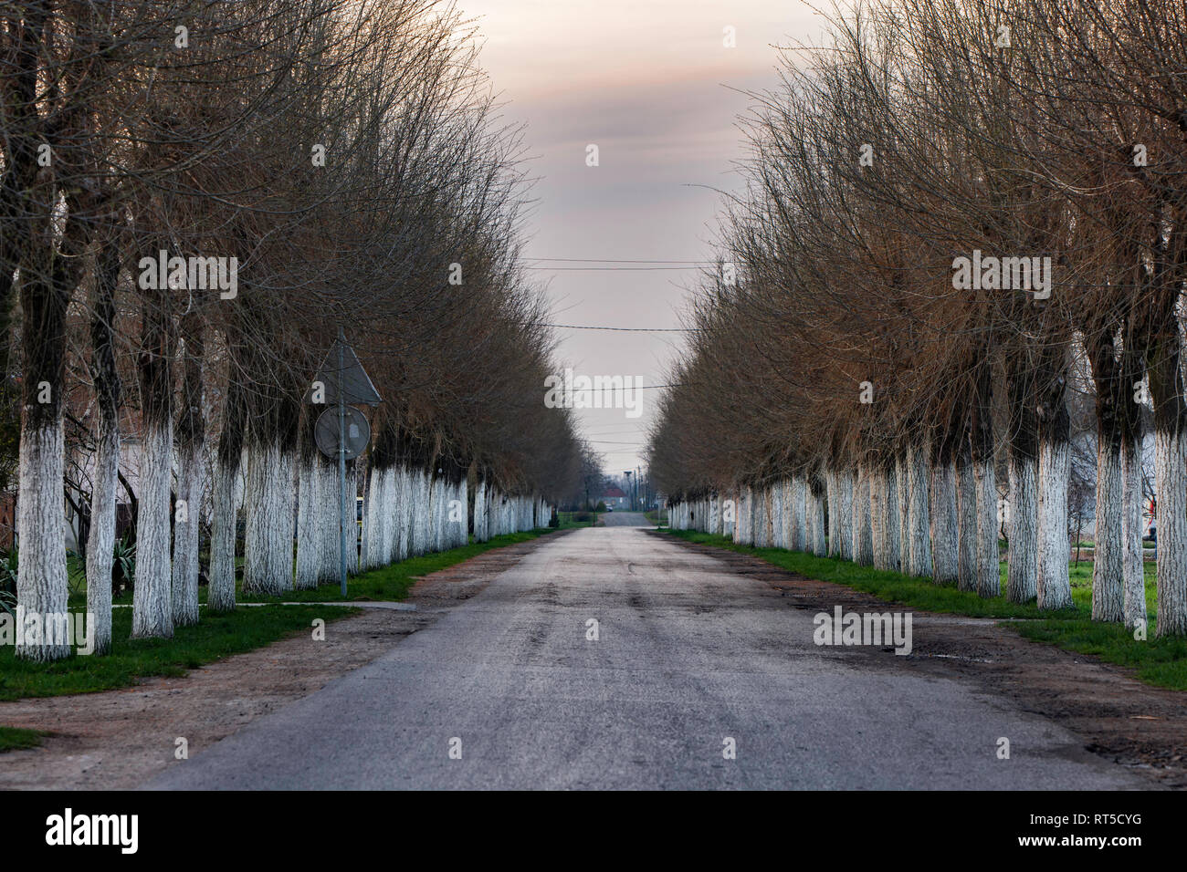 Eine Reihe von Bäumen entlang der Straße, eine interessante scary Baum Szene, halb weiß lackiert, als Schutz vor Insekten Stockfoto