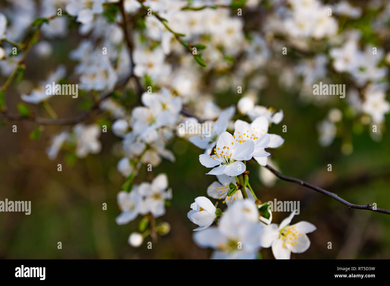 Feder, weißen Blüten einer blühenden Kirschbaum auf einem unscharfen Hintergrund der Natur, ein Banner für die Site. Verschwommen Platz für Text. Serbien, Carska Bara Stockfoto