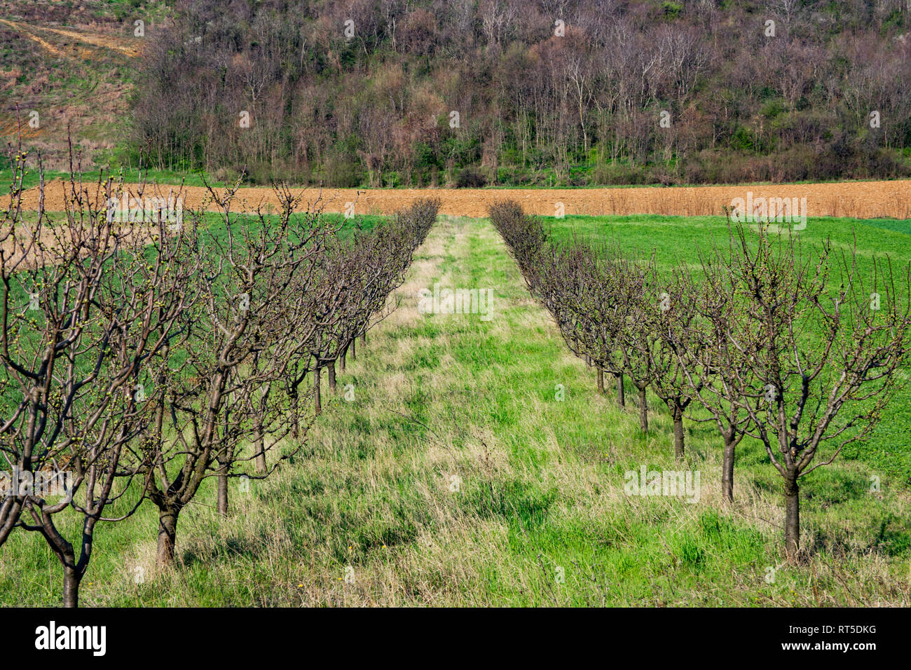 Schöne Ackerland in der Vojvodina, Obstgärten und landwirtschaftlichen Flächen in der Nähe der Fruska Gora, Serbien fruchtbaren Boden Stockfoto