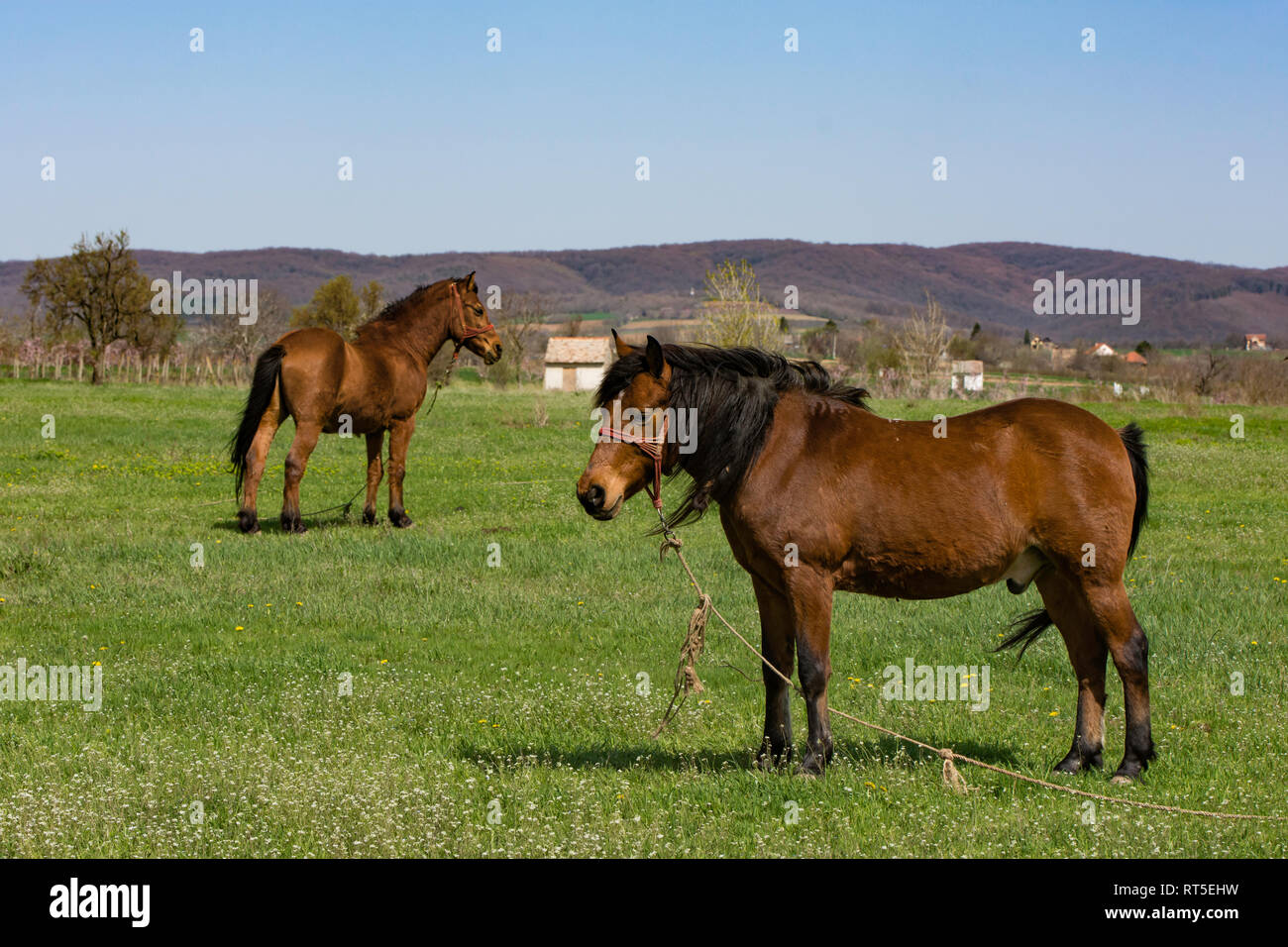 Braunes Pferd mit langen Mähne in Blüte Feld gegen Himmel, Serbien, Vojvodina, in der Nähe der Fruska Gora Stockfoto