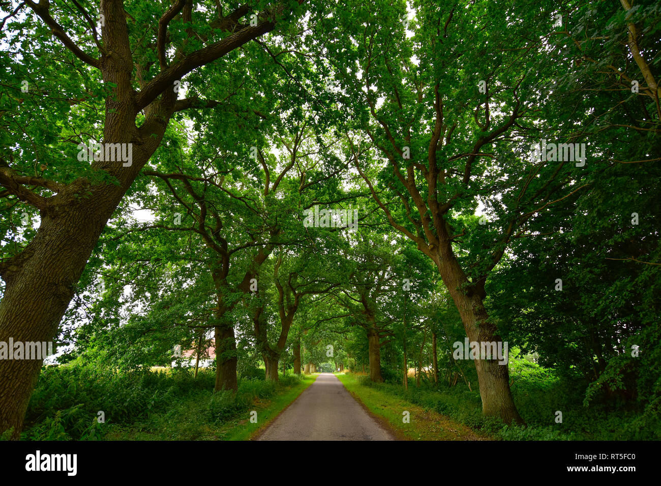 Deutschland, Mecklenburg-Vorpommern, Rügen, Sellin, leer, von Bäumen gesäumten Straße Stockfoto
