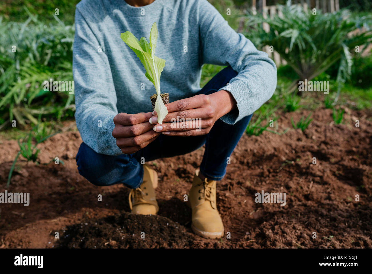 Frau einpflanzen und Salatpflänzlinge im Gemüsegarten Stockfoto