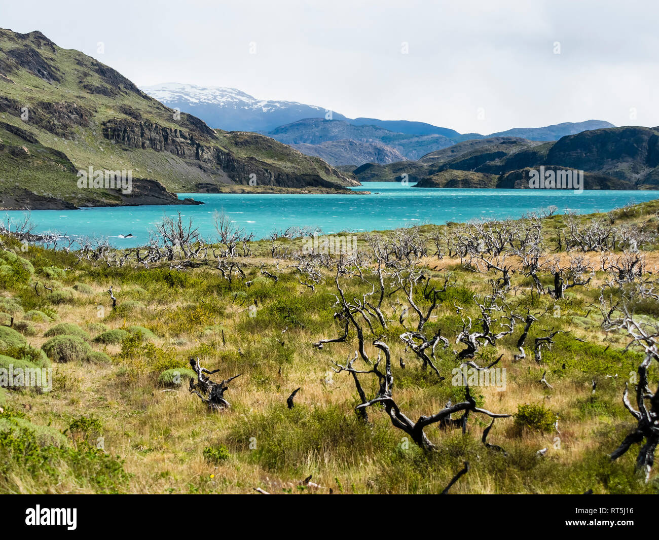 Chile, Patagonien, Torres del Paine Nationalpark, Lago Nordenskjold Stockfoto