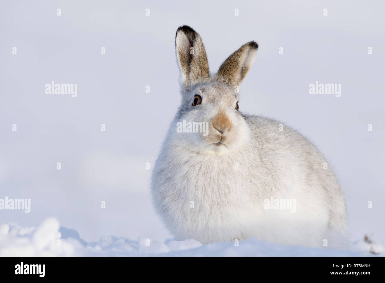 Schottland, Schneehase, Lepus timidus Stockfoto