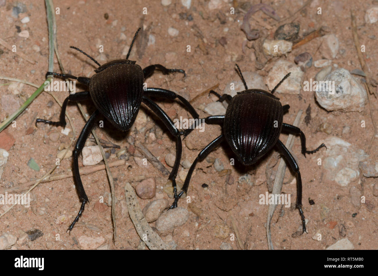 Darkling Käfer, Eleodes acuta, männlich und weiblich, nur nach der Trennung von der Paarung Stockfoto