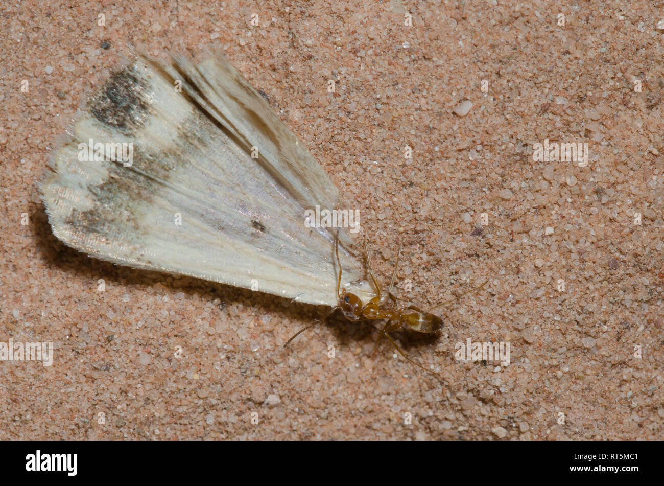 Pyramide Ant, Dorymyrmex flavus, schleppen die Motten Flügel Stockfoto