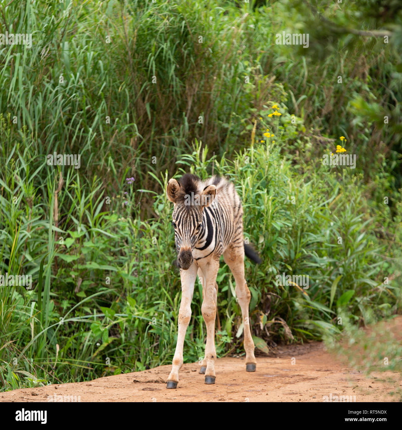 Ein zebra Fohlen ca. eine Woche alt in der umgeni Valley Nature Reserve, Kwazulu Natal, Südafrika. Stockfoto