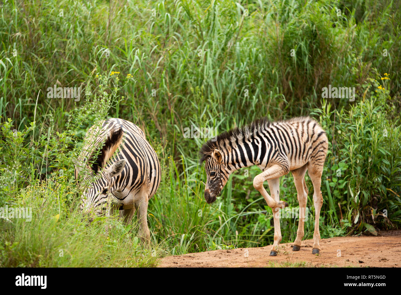Ein zebra Fohlen ca. eine Woche alt, unter dem Schutz der Mutter, in der umgeni Valley Nature Reserve, Kwazulu Natal, Südafrika. Stockfoto