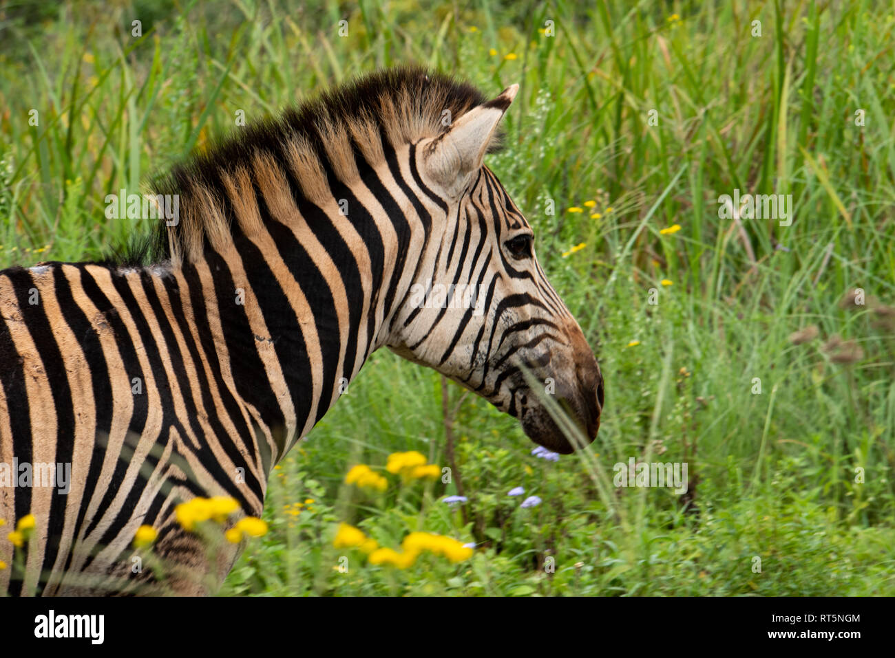 Eine weibliche Burchell's Zebra bewegen durch üppige Wiesen. Südafrika. Stockfoto