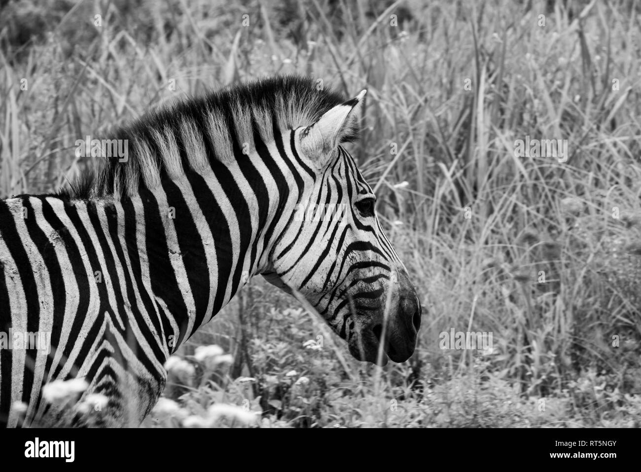 Eine weibliche Burchell's Zebra bewegen durch üppige Wiesen. Südafrika. Stockfoto