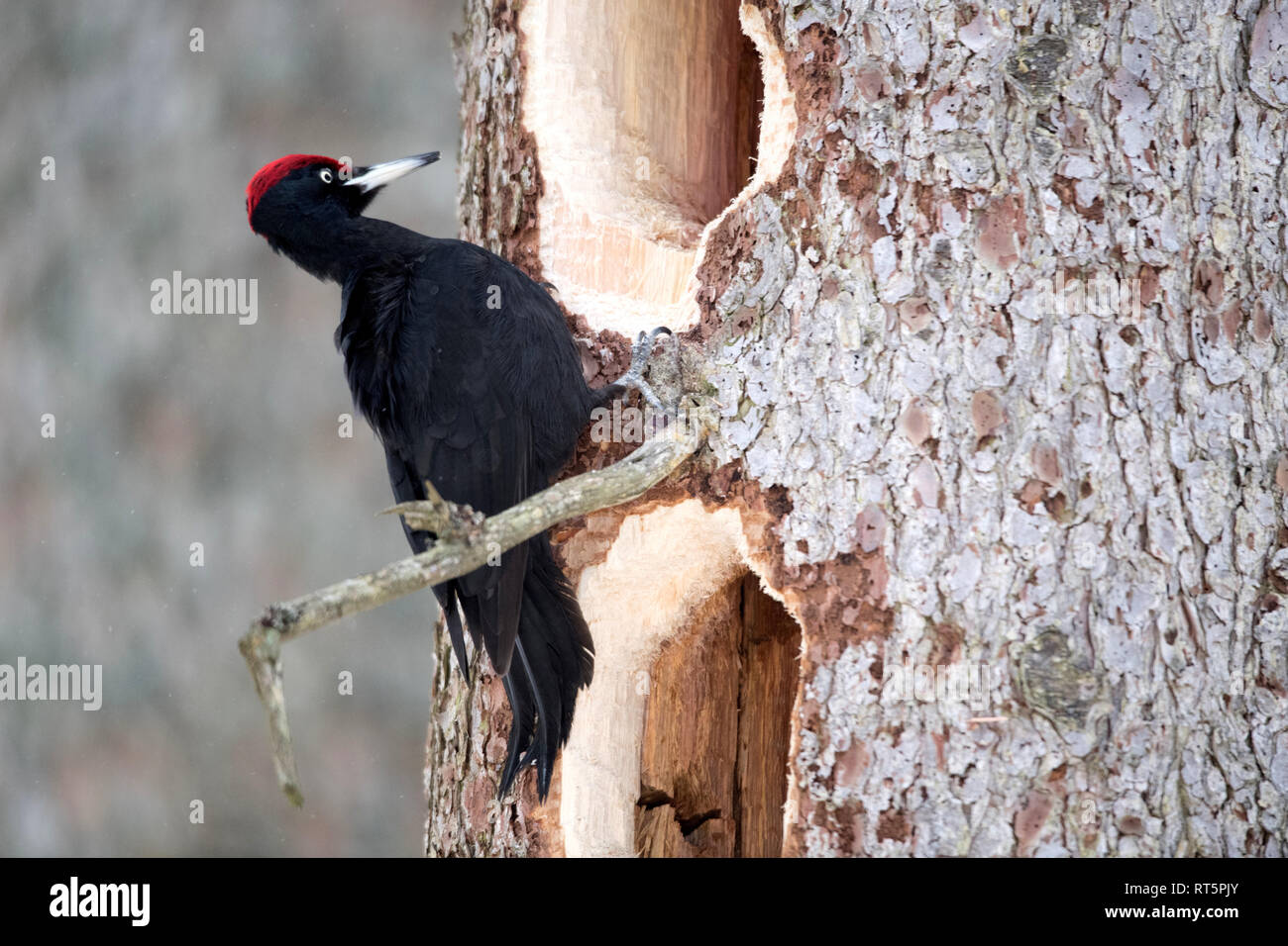 Dryocopus Martius, Typ real Spechte, Höhle, Züchter, Schwarzspecht, Spechte, Specht Flöte, Specht Höhle, Specht Vögel, Vögel Stockfoto