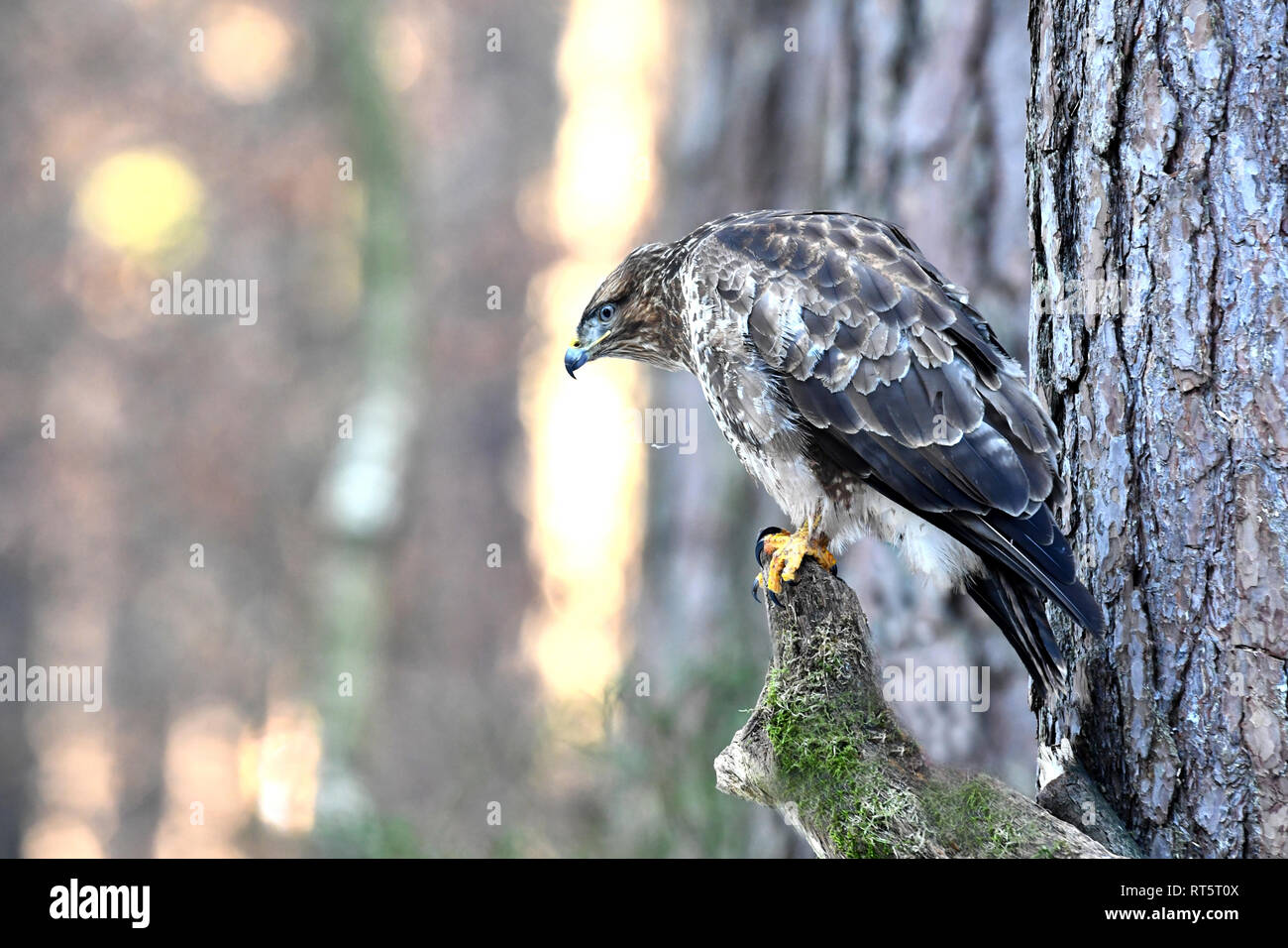 Bussard, Bussarde, Buteo buteo, lokale Vogel, gefiederten Räubern, greife, Greifvögel, Habicht, Mäusebussard, Tiere, Vögel, wilde Tiere Stockfoto