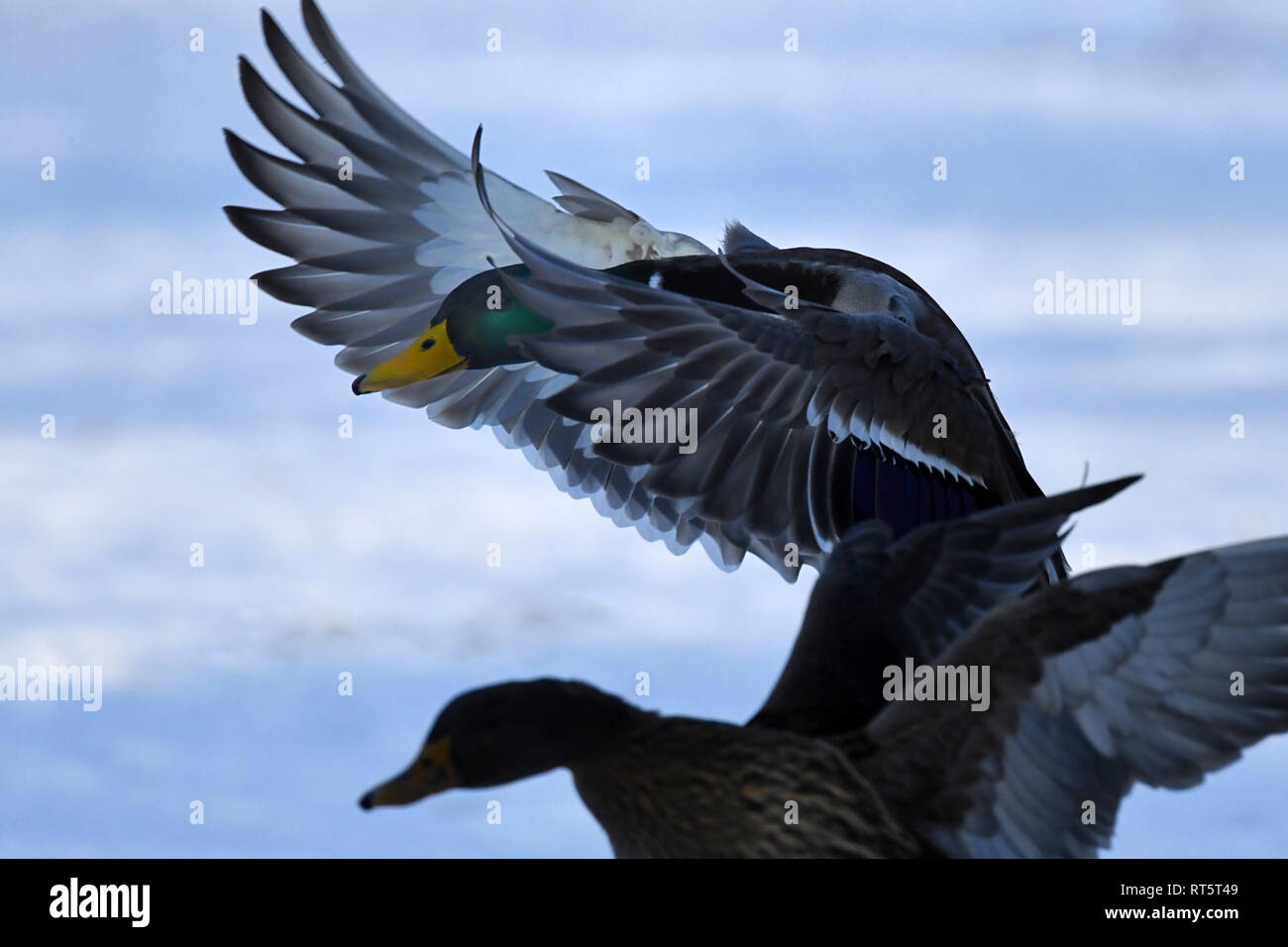 Anas platyrhynchos, ente, Enten, Enten im Winter, Paarungszeit der Stockenten, Zeile, Reihzeit, Stockente, Stockenten, Stockenten im Flug, mallar Stockfoto