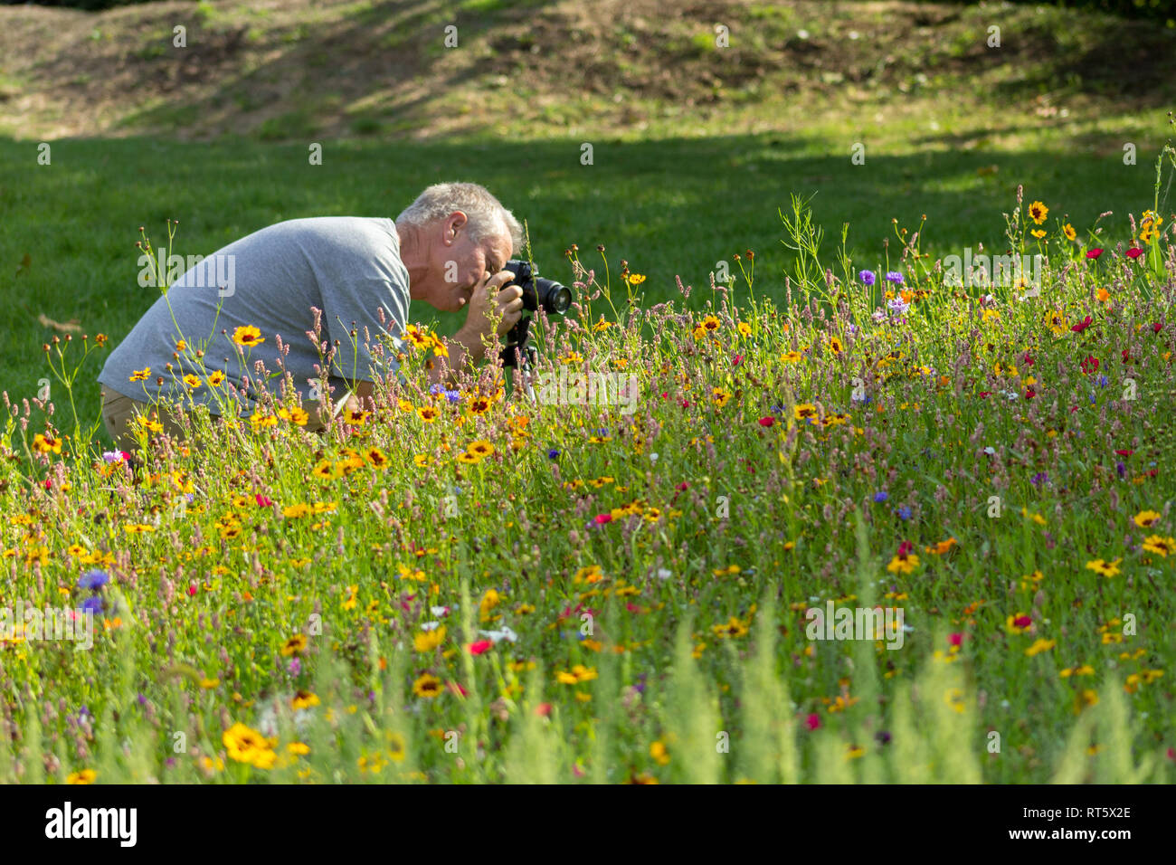 Ein männliches Amateur Fotograf kniet sich Bilder einer Bank von Wildblumen in einer Wiese zu nehmen Stockfoto