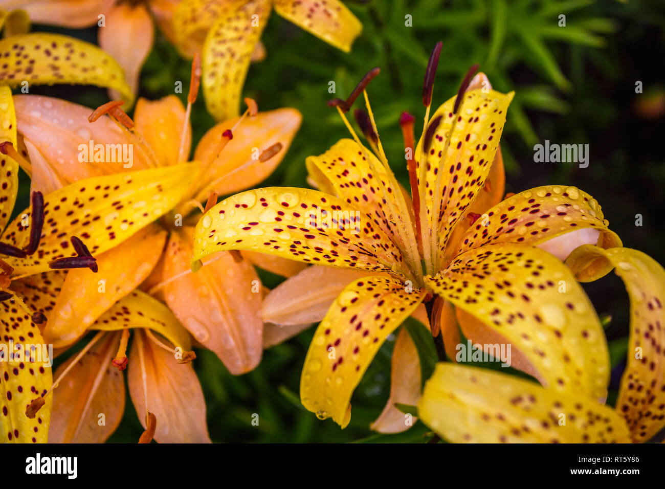 Wilde Gelbe Lilien Im Garten Lilium Lancifolium Als Hintergrundbild Oder Hintergrund Stockfotografie Alamy