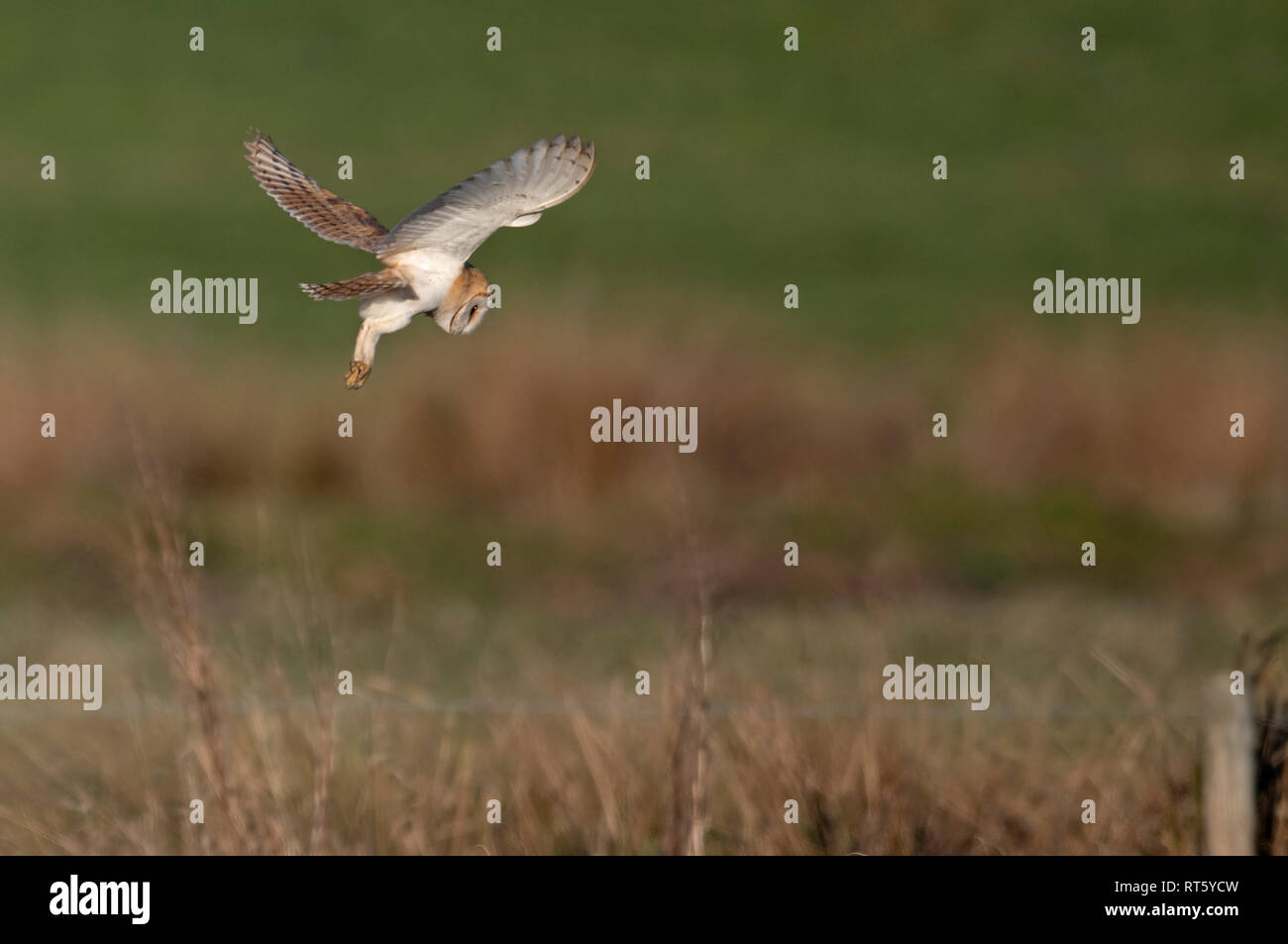 Scheune Owl-Tyto alba schwebt über Beute. Winter. Großbritannien Stockfoto