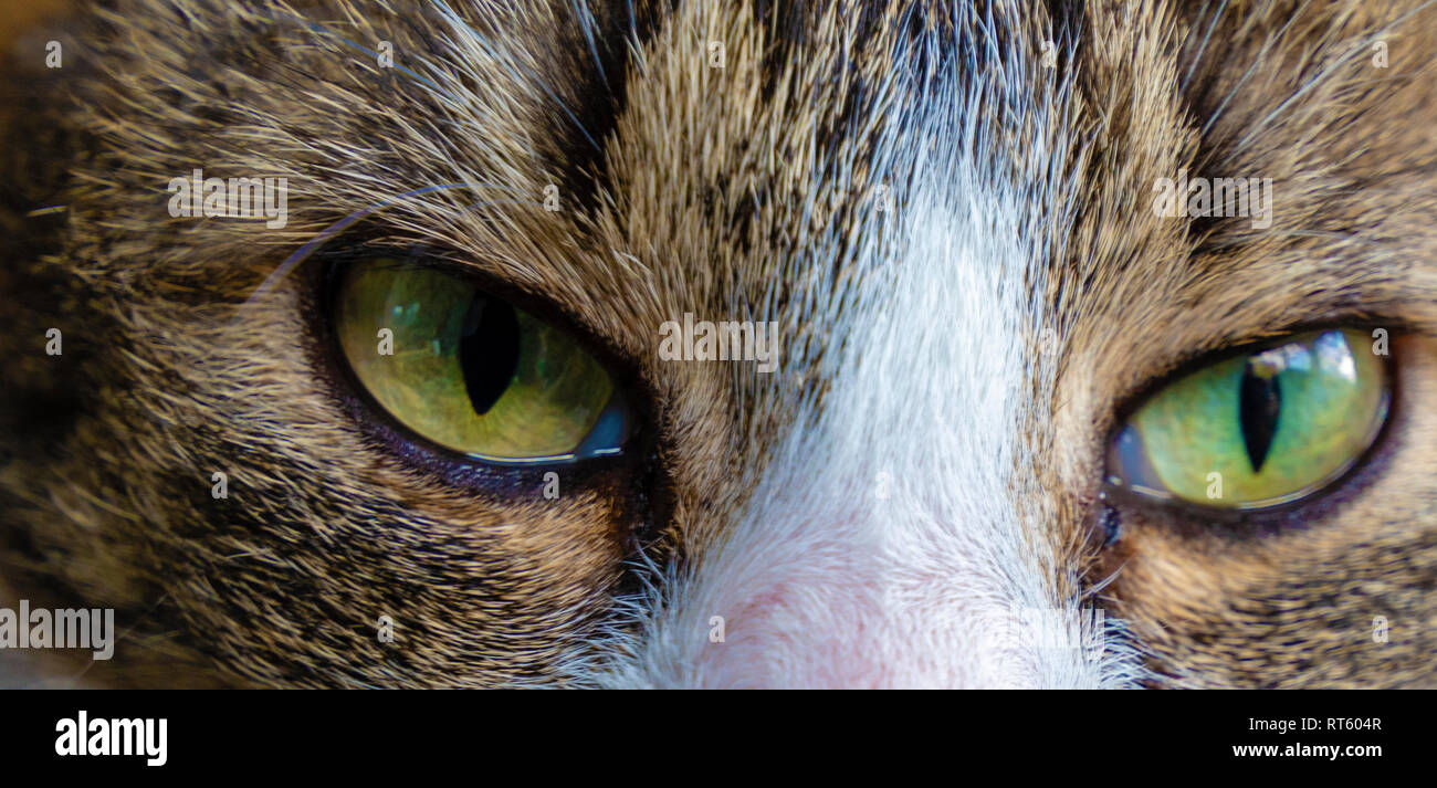 Extreme close-up des grünen Augen einer Katze Stockfoto