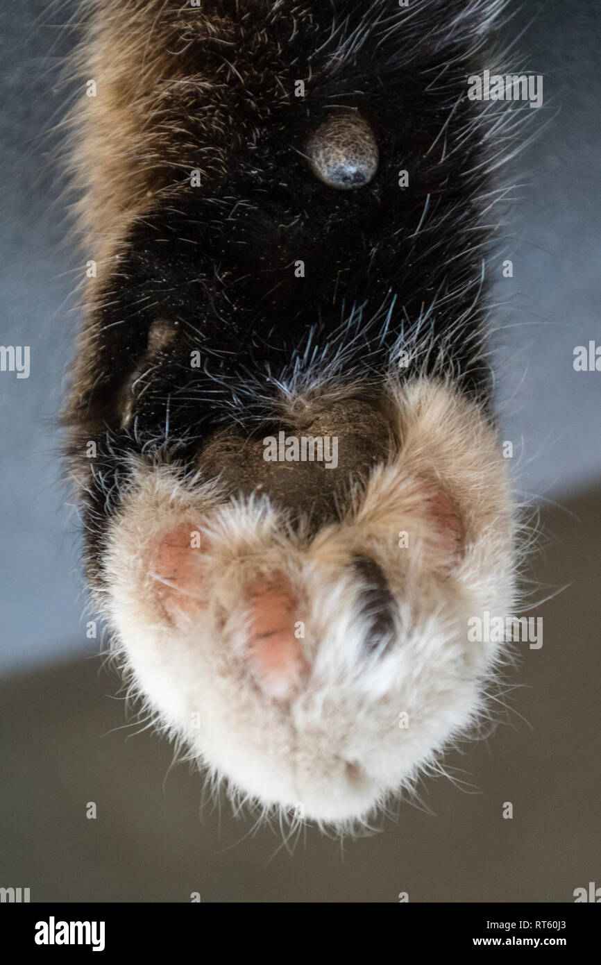 Makroaufnahme der Pfote von einer entspannten und schlafende Katze Stockfoto