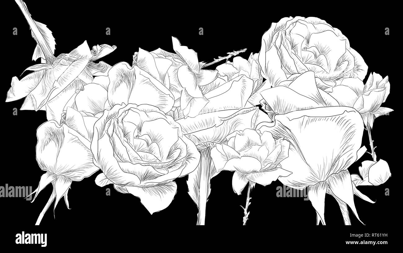 Line Art Collage von Rosen auf schwarzem Hintergrund durch jziprian Stockfoto
